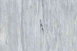 Линолеум Classic Imperial 2mm 0002 PLATINUM фото  | FLOORDEALER